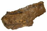 Hadrosaur (Edmontosaurus) Maxilla With Teeth - Montana #176349-8